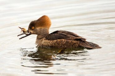 A female hooded merganser battles a crab that doesn’t want to be eaten.
