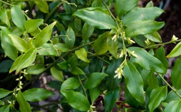 Sarcocca ruscifolia 
