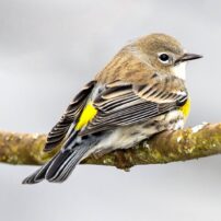 A female Myrtle subspecies of yellow-rumped warbler contemplates its next move at the Nisqually National Wildlife Refuge near Olympia.
