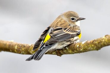 A female Myrtle subspecies of yellow-rumped warbler contemplates its next move at the Nisqually National Wildlife Refuge near Olympia.