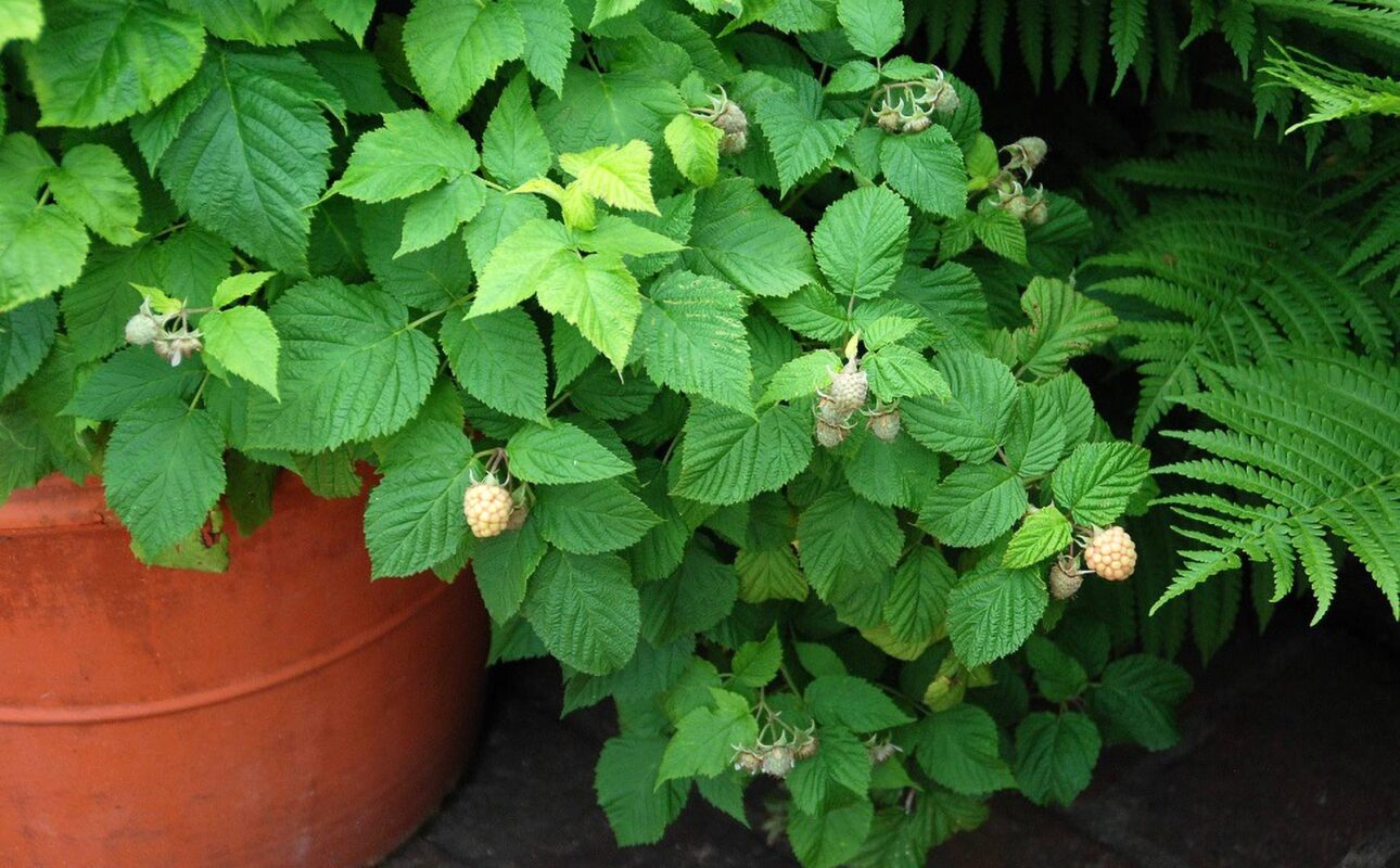 Compact varieties of raspberries and other fruit are well suited to being grown in containers and small spaces. (Photo courtesy of MelindaMyers.com)