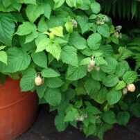 Compact varieties of raspberries and other fruit are well suited to being grown in containers and small spaces. (Photo courtesy of MelindaMyers.com)