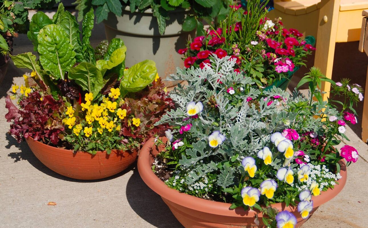 The right potting mix will help ornamental and edible plants thrive.