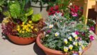 The right potting mix will help ornamental and edible plants thrive.