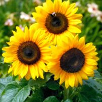 Sunflower “Bert from Benary.”