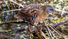 A Virginia rail makes a rare appearance in the open as it searches for its next meal.