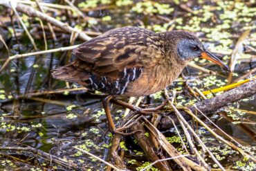 A Virginia rail makes a rare appearance in the open as it searches for its next meal.