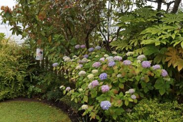 Cherry and Terry Jarvis Garden