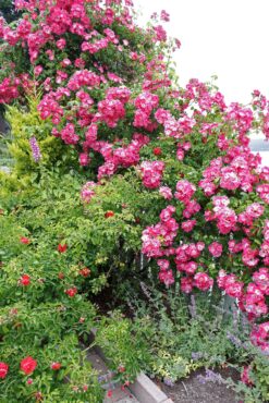 Cherry and Terry Jarvis Garden