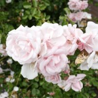 Cherry and Terry Jarvis Garden