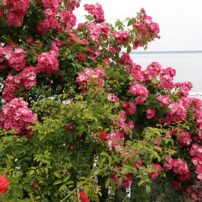 Cherry and Terry Jarvis Garden