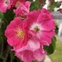 Cherry and Terry Jarvis Garden