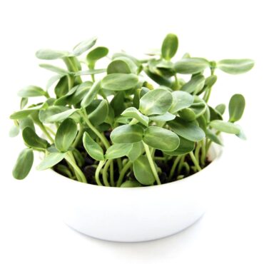 Any microgreens can be grown in soil, and most varieties can also be grown hydroponically. (Photo courtesy of True Leaf Market)