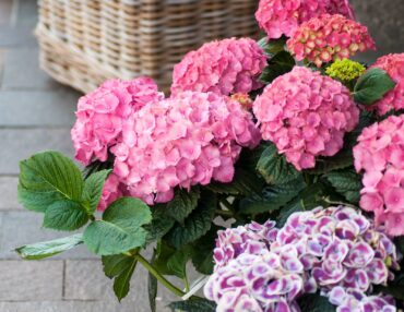 hydrangeas