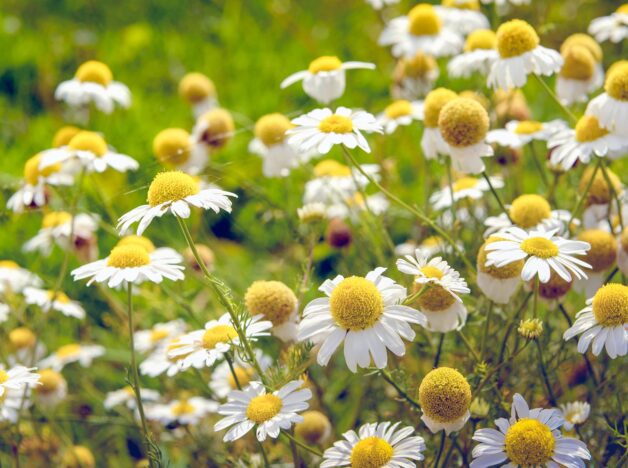 Chamomile