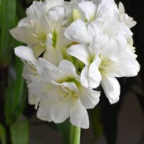 Plant Alaska amaryllis bulbs in the fall to enjoy pure white, fully double flowers throughout the holiday season. (Photo courtesy of Longfield-Gardens.com.)