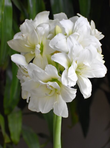 Plant Alaska amaryllis bulbs in the fall to enjoy pure white, fully double flowers throughout the holiday season. (Photo courtesy of Longfield-Gardens.com.)