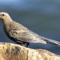 A female Brewer’s blackbird walks by a rocky coastline showing her true colors.