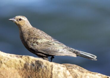 A female Brewer’s blackbird walks by a rocky coastline showing her true colors.