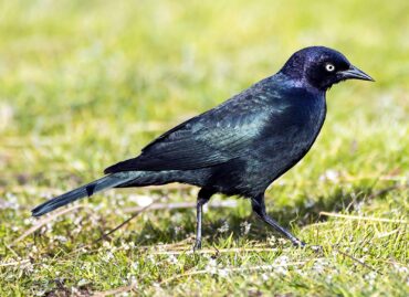 A shiny male Brewer’s blackbird forages through the grass at Norwegian Point Park in Hansville.