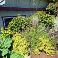 Community Scene - Hansville Garden Tour 2024