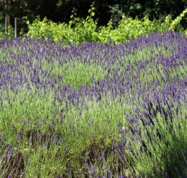 Community Scene - Olalla Lavender Festival