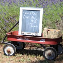 Community Scene - Olalla Lavender Festival