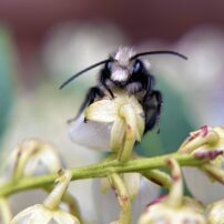 Mason Bees