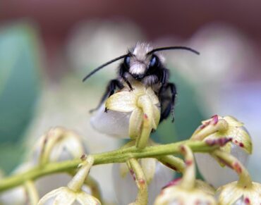 Mason Bees