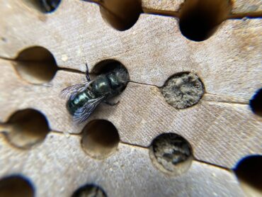 Mason Bees