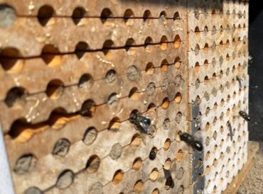 Mason Bees