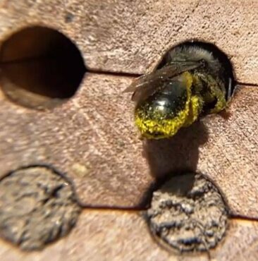 Mason Bees