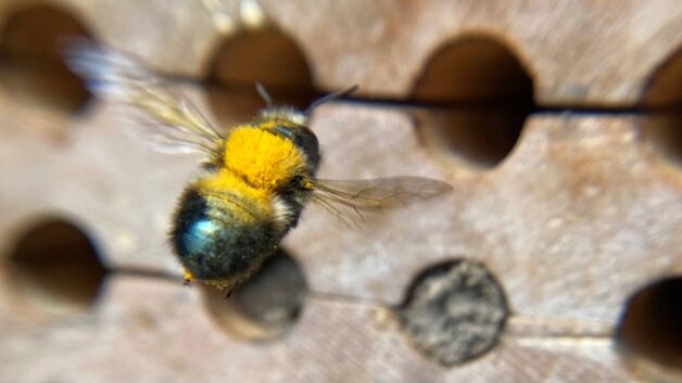 Mason Bees