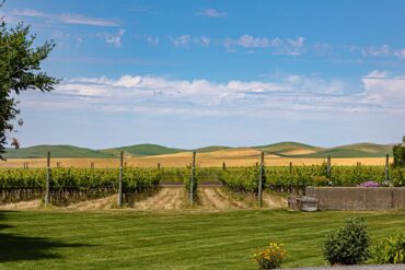 Abeja vineyards