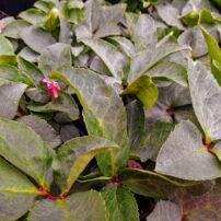 The Brothers Greenhouses