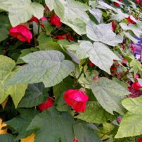 The Brothers Greenhouses