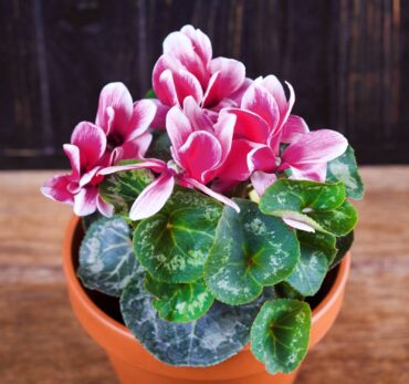 Cyclamen persicum