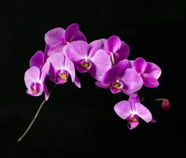 Phalaenopsis orchid