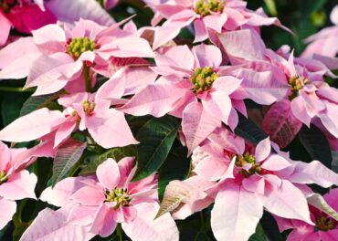 Pink poinsettia