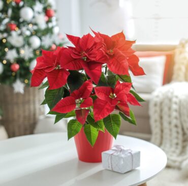 ‘Grande Italia’ poinsettia