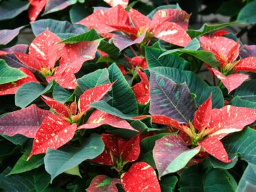 ‘Jingle Bells’ poinsettia