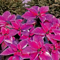 This lilac painted poinsettia can add to your Christmas decorations, then with some extra care, can still look good for Easter.