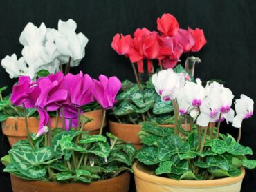 Cyclamen persicum