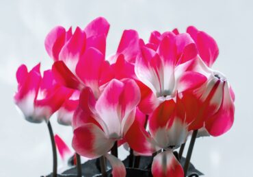 Cyclamen persicum