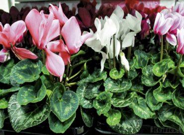 Cyclamen persicum