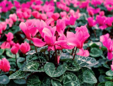 Cyclamen persicum