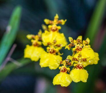 Oncidium orchid