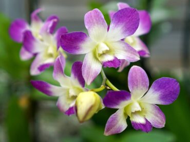 Dendrobium orchid