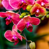 Phalaenopsis orchid