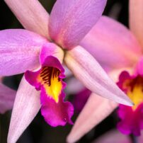 Dendrobium orchid